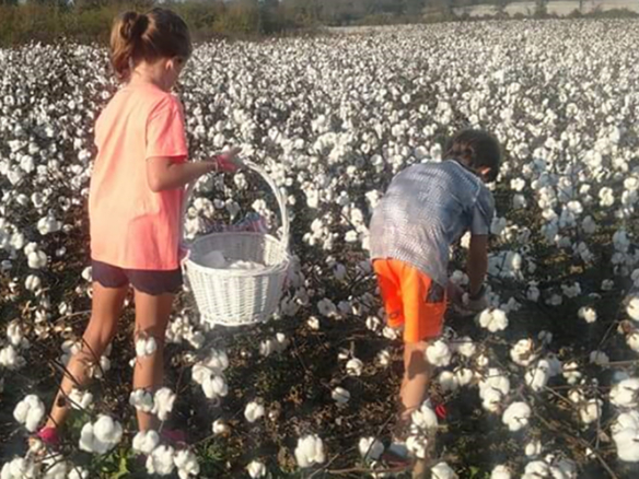 Children picking cotton